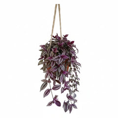 Purple Wandering Jew – Tradescantia Indoor Plant