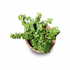 Jade Plant Symbol of Prosperity and Good Luck