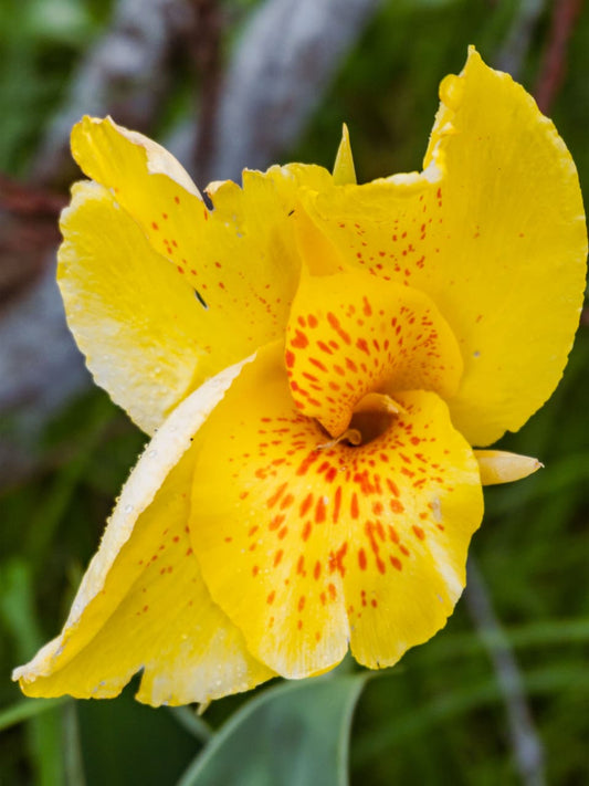 Tiger Canna Lily Bulb – Exotic Spotted Tropical Flowering Plant