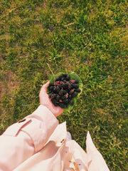 Thai Mulberry Plant – Sweet & High-Yield Fruit Plant