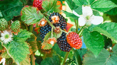 Thai Mulberry Plant – Sweet & High-Yield Fruit Plant