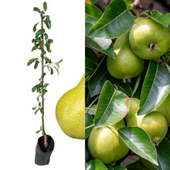 William Rozo/William Roso Pear Plant – Premium Grafted Pear Fruit Plan