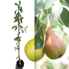 Maria Shover Pear Plant – Premium Grafted Pear Fruit Plant