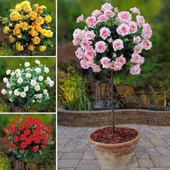 Standard Rose Plant Elegant, Long-Stemmed Roses for Premium Gardens