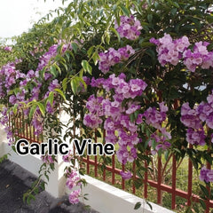 Garlic Vine Plant Beautiful Purple Blooms with a Natural Garlic Aroma