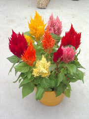 Celosia Plumosa Flower Seeds Mix Color | Summer Blooming Annuals for Pakistan