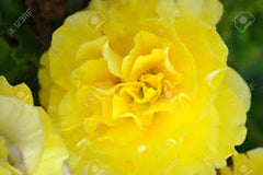 Petunia Yellow Flower Seeds Winter Flowering Annual