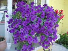 Petunia Hanging Purple Flower Seeds Trailing Variety for Winter Gardens