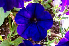 Petunia Blue Flower Seeds Cool-Season Annual for Pots & Borders