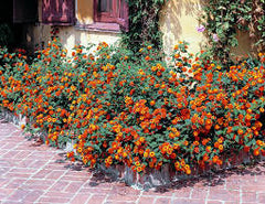Lantana Plant in Pakistan Hardy Colorful Flowering Shrub