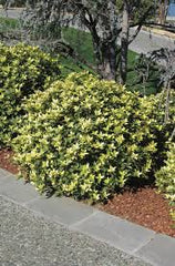 Osmanthus Plant in Pakistan Evergreen Fragrant Flowering Shrub