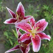 Imported Lilliam-Pink (1 Bulb)