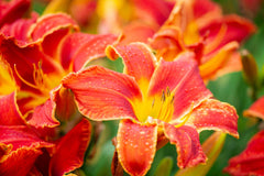 Buy Red Rain Lily Bulb in Pakistan Zephyranthes 1 Bulb