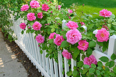 Buy Pink Rose Vine in Pakistan Fragrant Climbing Rose Plant