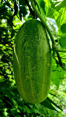 Organic Cucumber Seeds (Kheera Beej) Chemical-Free Summer Vegetable