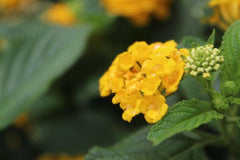 Verbena Yellow Flower Seeds Cheerful Summer Blooms for Pakistan Gardens