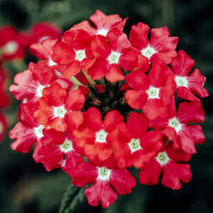 Buy Verbena Red Flower Seeds Summer Heat Resistant Blooms in Pakistan