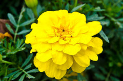 French Marigold Yellow Flower Seeds Compact, Long-Blooming Annual