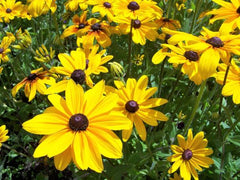 Rudbeckia Flower Seeds Black-Eyed Susan | Summer Blooming Seeds