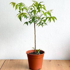 Neem Plant – Azadirachta Indica Medicinal Tree