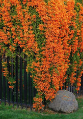 Golden Shower Plant in Pakistan Cassia Fistula Tree with Bright Yellow Blooms