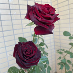 Black Magic Rose – Deep Velvet Red Premium Rose Plant
