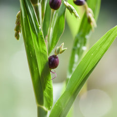 Tasbeeh Dana Plant – Prayer Bead Plant (Job’s Tears)