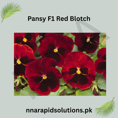 Pansy/Pensy F1 Red Blotch Premium Hybrid Flower Seeds