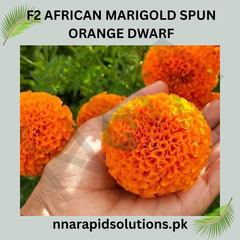 F1 African Marigold Spun Orange Dwarf Seeds in Pakistan Compact Orange Blooming Flowers