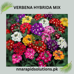 Verbena Hybrida Mix Seeds in Pakistan Long-Lasting Multi-Color Flowering Plants