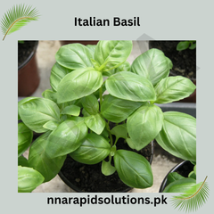 Italian Basil Hybrid Seeds in Pakistan Fresh Herb Seeds for Pots & Kitchen Gardens