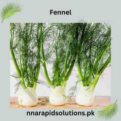 Fennel/Sonf Hybrid Seeds in Pakistan Fresh Culinary Herb & Vegetable Seeds