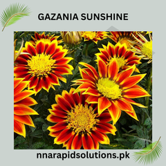 Gazania Sunshine Seeds in Pakistan Bright Sun-Loving Seasonal Flowering Plants