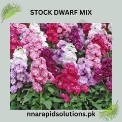 Stock Dwarf Mix Seeds in Pakistan Fragrant Seasonal Flowering Plants