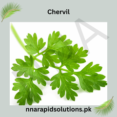 Chervil Hybrid Seeds in Pakistan Aromatic Herb Seeds for Salads & Cooking