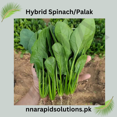Hybrid Palak (Spinach) Seeds Fast Growth & High Nutrition