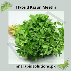 Hybrid Kasoori Methi Seeds/Fenugreek Aromatic, Nutritious & High Yield