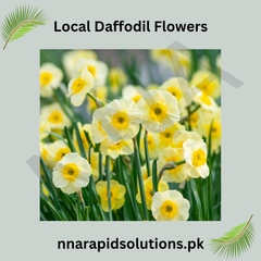 Local Daffodil Flowering Bulbs Bright Spring Blooms