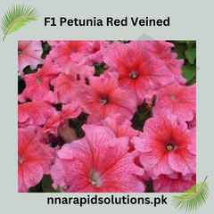 F1 Petunia Red Veined Seeds in Pakistan Hybrid Winter Flower Seeds for Pots & Borders