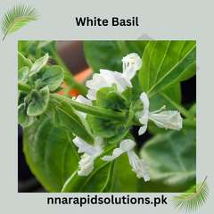 White Basil Hybrid Seeds in Pakistan Fragrant Herb Seeds for Culinary Use