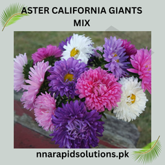 Aster California Giants Mix Seeds in Pakistan Tall Multi-Colored Seasonal Flowers