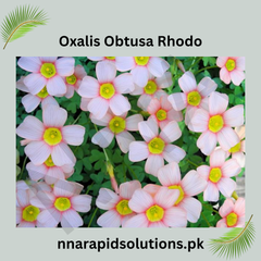 Oxalis Obtusa Rhodo Bulb Compact Blooms with Brilliant Pink Shades