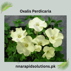 Oxalis Perdicaria Bulb Charming Yellow Blooms for Every Garden