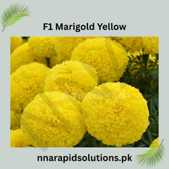 F1 Marigold Yellow Plant Vibrant Blooms for a Brighter Garden
