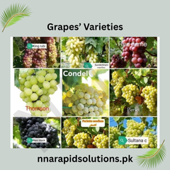 NARC Black Grapes Plant 2 Years Old Grafted Seeded Vine for Fruiting