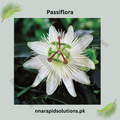 Passiflora Vine Plant (White) in Pakistan Exotic Passion Flower for Gardens