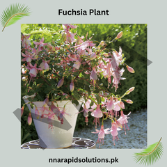 Fuchsia Plant Hanging Beauty with Elegant Blooms