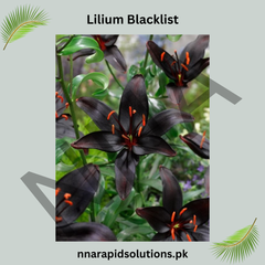 Lilium Blacklist Bulb (Black Lily) The Symbol of Elegance and Mystery (Limited Stock)