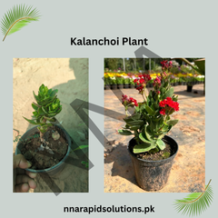 Imported Kalanchoe/Kalanchoi Plant Long-Lasting Blooming Succulent for Home & Garden