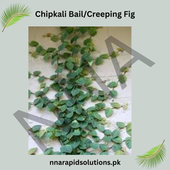 Chipkali Bail (Creeping Fig) | Ficus Repens Climber for Green Walls